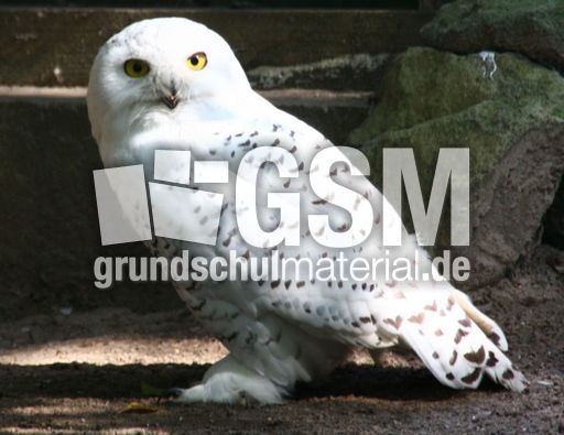 Schneeeule-034.jpg